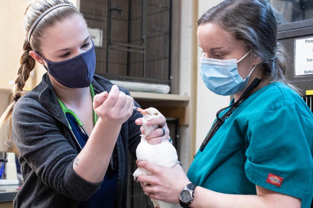 Types of Veterinary Jobs at a Nonprofit Hospital DoveLewis